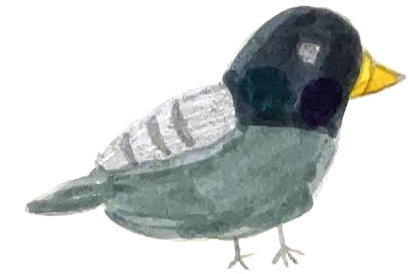 Zeichnung einer Taube